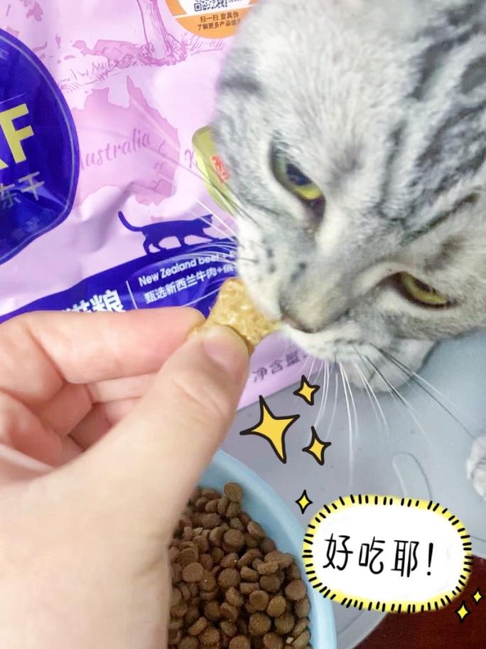 猫咪能吃红枣吗,小猫咪可以吃红枣嘛-第4张图片-后鲨宠物 猫咪能吃红枣吗,小猫咪可以吃红枣嘛-第4张图片-后鲨宠物