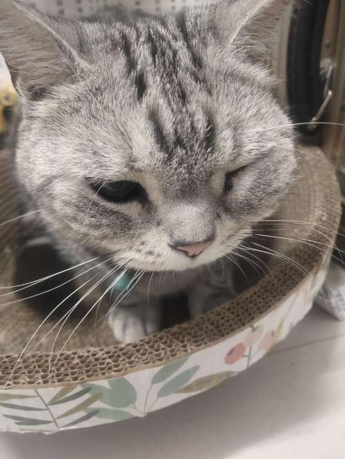 猫咪脸肿了怎么办,猫咪脸肿了怎么办快速消肿?-第2张图片-后鲨宠物 猫咪脸肿了怎么办,猫咪脸肿了怎么办快速消肿?-第2张图片-后鲨宠物