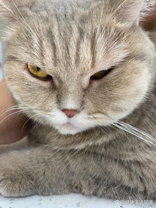 猫咪脸肿了怎么办,猫咪脸肿了怎么办快速消肿?-第5张图片-后鲨宠物 猫咪脸肿了怎么办,猫咪脸肿了怎么办快速消肿?-第5张图片-后鲨宠物