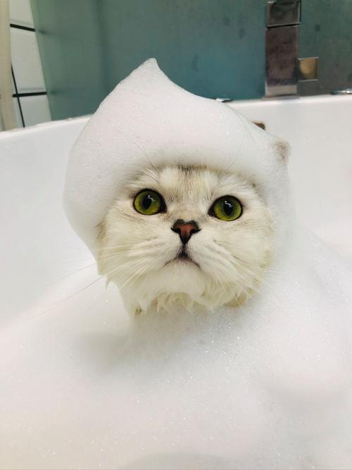 猫咪需要洗澡吗，猫咪怎么洗澡才正确？-第6张图片-后鲨宠物