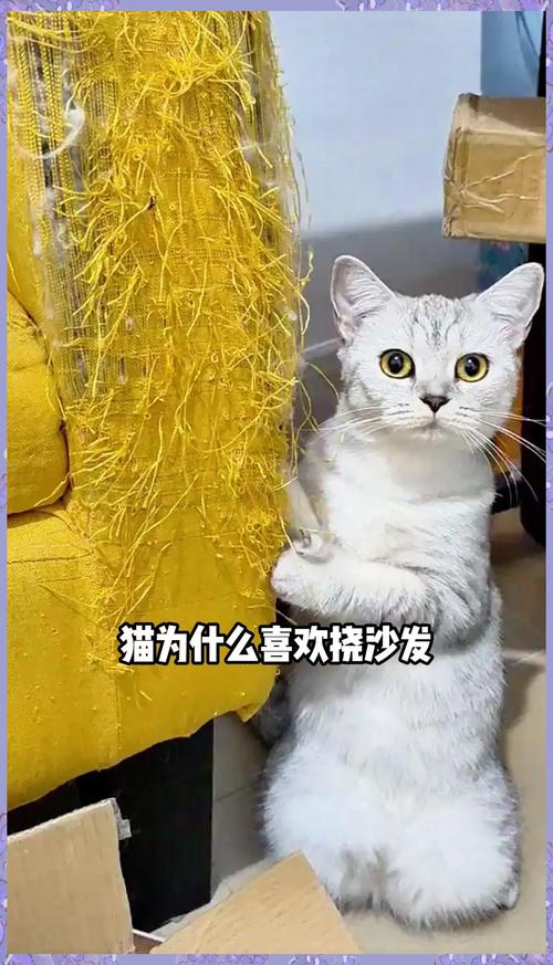 怎样防止猫咪抓沙发,怎样防止猫咪抓沙发皮-第3张图片-后鲨宠物 怎样防止猫咪抓沙发,怎样防止猫咪抓沙发皮-第3张图片-后鲨宠物