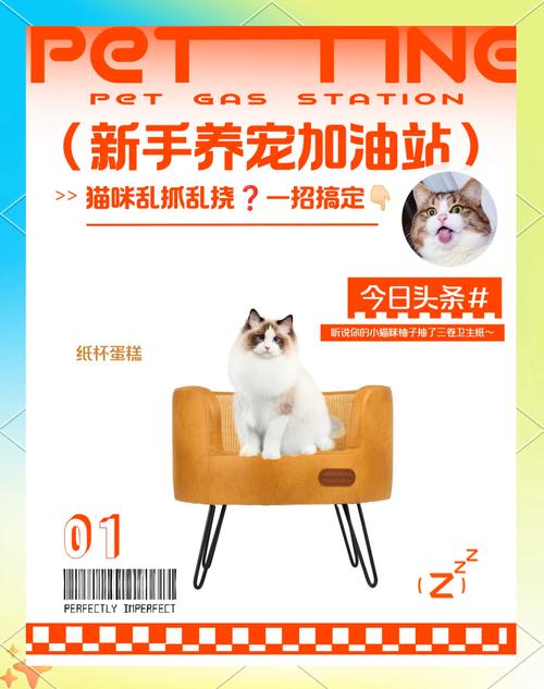 怎样防止猫咪抓沙发,怎样防止猫咪抓沙发皮-第6张图片-后鲨宠物 怎样防止猫咪抓沙发,怎样防止猫咪抓沙发皮-第6张图片-后鲨宠物