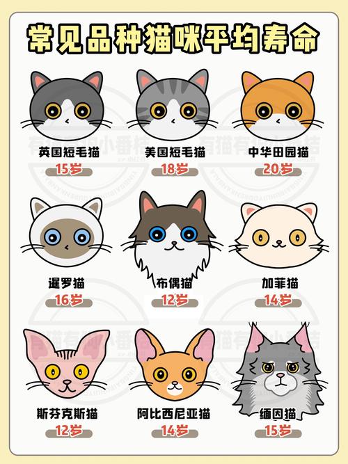 猫咪什么时候可以配种,猫咪什么时候可以配种成功?-第4张图片-后鲨宠物 猫咪什么时候可以配种,猫咪什么时候可以配种成功?-第4张图片-后鲨宠物