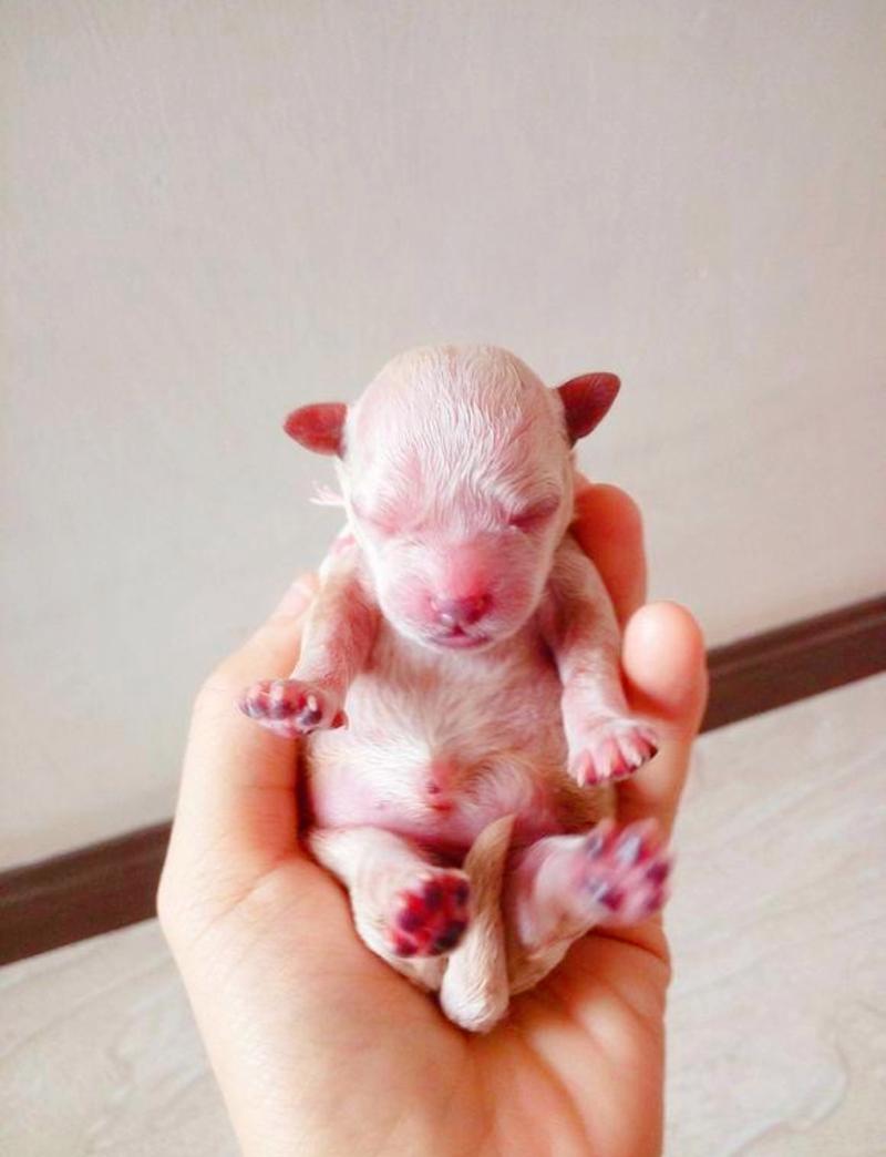 狗狗多久可以断奶,新生狗狗多久可以断奶?-第5张图片-后鲨宠物 狗狗多久可以断奶,新生狗狗多久可以断奶?-第5张图片-后鲨宠物