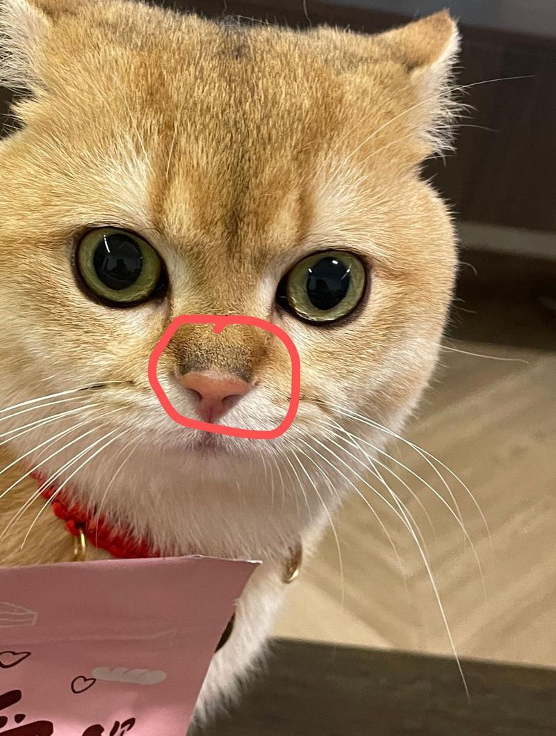 猫咪鼻子红红的,猫咪鼻子红红的 呼吸急促-第2张图片-后鲨宠物 猫咪鼻子红红的,猫咪鼻子红红的 呼吸急促-第2张图片-后鲨宠物