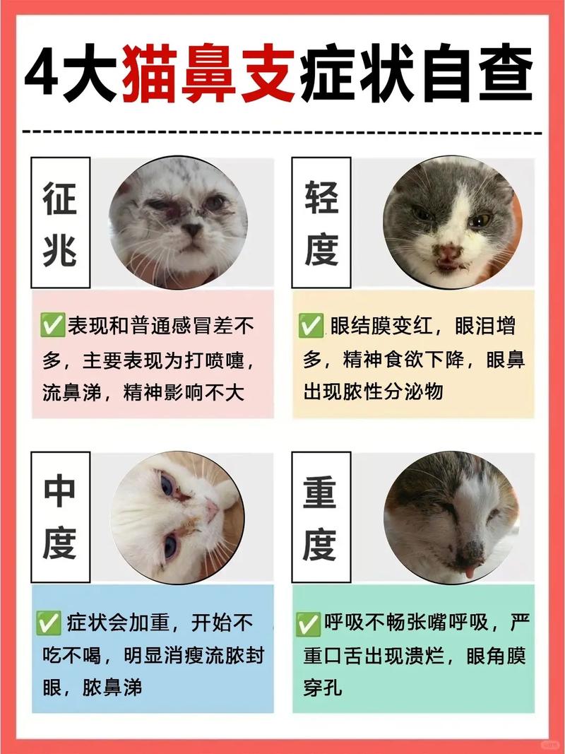猫咪鼻子红红的,猫咪鼻子红红的 呼吸急促-第5张图片-后鲨宠物 猫咪鼻子红红的,猫咪鼻子红红的 呼吸急促-第5张图片-后鲨宠物