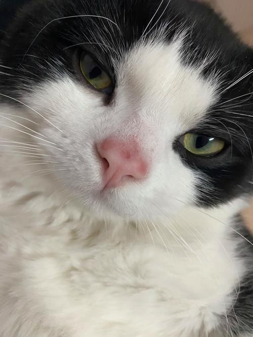 猫咪鼻子红红的,猫咪鼻子红红的 呼吸急促-第6张图片-后鲨宠物 猫咪鼻子红红的,猫咪鼻子红红的 呼吸急促-第6张图片-后鲨宠物