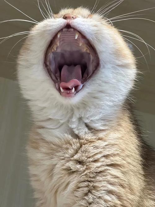 猫咪呼吸很急促，猫咪呼吸很急促有声音但是很活泼？-第3张图片-后鲨宠物