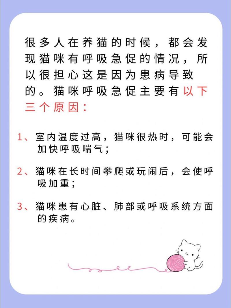 猫咪呼吸很急促，猫咪呼吸很急促有声音但是很活泼？-第5张图片-后鲨宠物