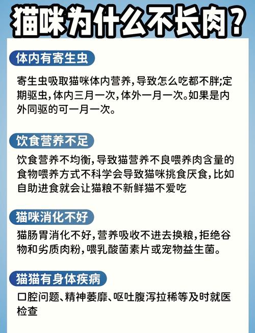 猫咪不爱吃东西怎么办_猫咪不爱吃饭而且消瘦怎么办-第4张图片-后鲨宠物 猫咪不爱吃东西怎么办_猫咪不爱吃饭而且消瘦怎么办-第4张图片-后鲨宠物