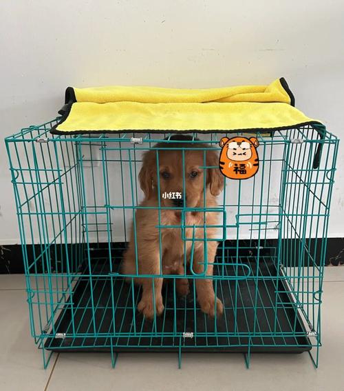 狗狗刚到家一直叫怎么办_狗狗刚到家一直叫怎么办啊-第1张图片-后鲨宠物 狗狗刚到家一直叫怎么办_狗狗刚到家一直叫怎么办啊-第1张图片-后鲨宠物