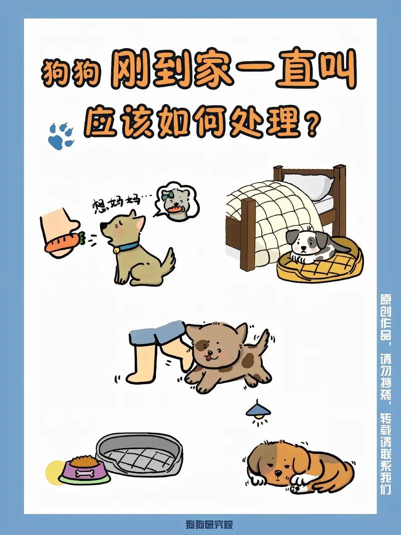 狗狗刚到家一直叫怎么办_狗狗刚到家一直叫怎么办啊-第2张图片-后鲨宠物 狗狗刚到家一直叫怎么办_狗狗刚到家一直叫怎么办啊-第2张图片-后鲨宠物