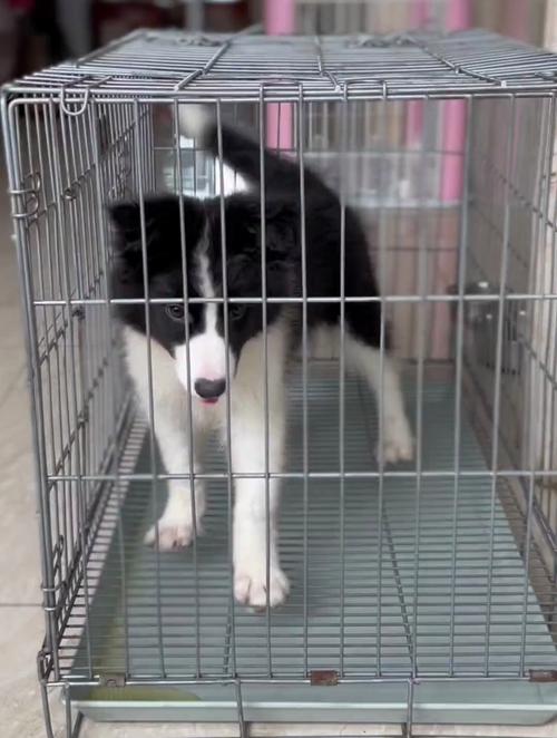 狗狗刚到家一直叫怎么办_狗狗刚到家一直叫怎么办啊-第3张图片-后鲨宠物 狗狗刚到家一直叫怎么办_狗狗刚到家一直叫怎么办啊-第3张图片-后鲨宠物