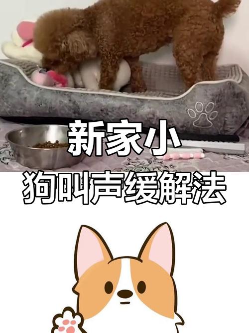 狗狗刚到家一直叫怎么办_狗狗刚到家一直叫怎么办啊-第6张图片-后鲨宠物 狗狗刚到家一直叫怎么办_狗狗刚到家一直叫怎么办啊-第6张图片-后鲨宠物