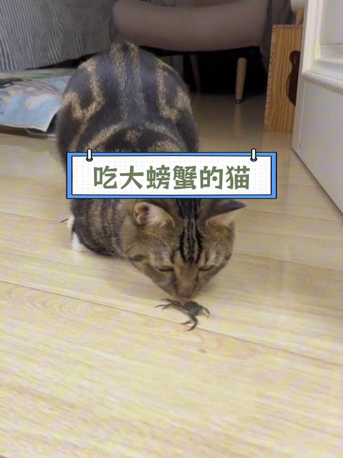 猫咪能吃螃蟹吗,猫咪能吃螃蟹吗煮熟?-第1张图片-后鲨宠物 猫咪能吃螃蟹吗,猫咪能吃螃蟹吗煮熟?-第1张图片-后鲨宠物