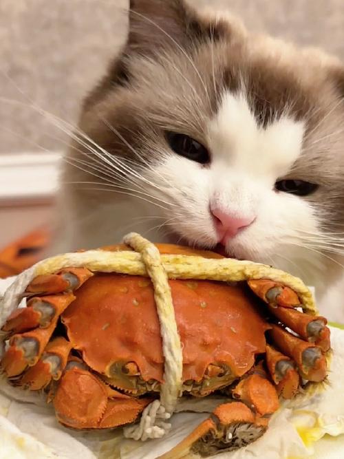 猫咪能吃螃蟹吗,猫咪能吃螃蟹吗煮熟?-第3张图片-后鲨宠物 猫咪能吃螃蟹吗,猫咪能吃螃蟹吗煮熟?-第3张图片-后鲨宠物