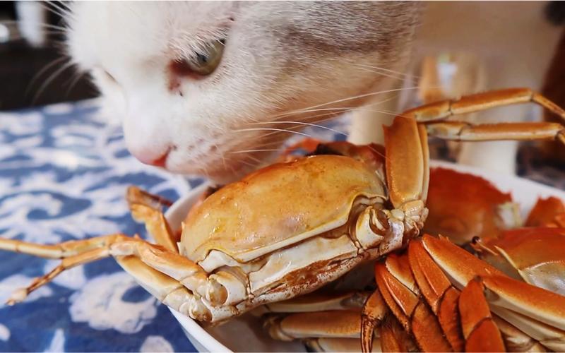 猫咪能吃螃蟹吗,猫咪能吃螃蟹吗煮熟?-第4张图片-后鲨宠物 猫咪能吃螃蟹吗,猫咪能吃螃蟹吗煮熟?-第4张图片-后鲨宠物