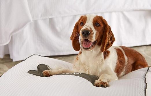 狗狗能吃海苔吗,狗可以吃海苔吗不知道吃啥?-第1张图片-后鲨宠物 狗狗能吃海苔吗,狗可以吃海苔吗不知道吃啥?-第1张图片-后鲨宠物