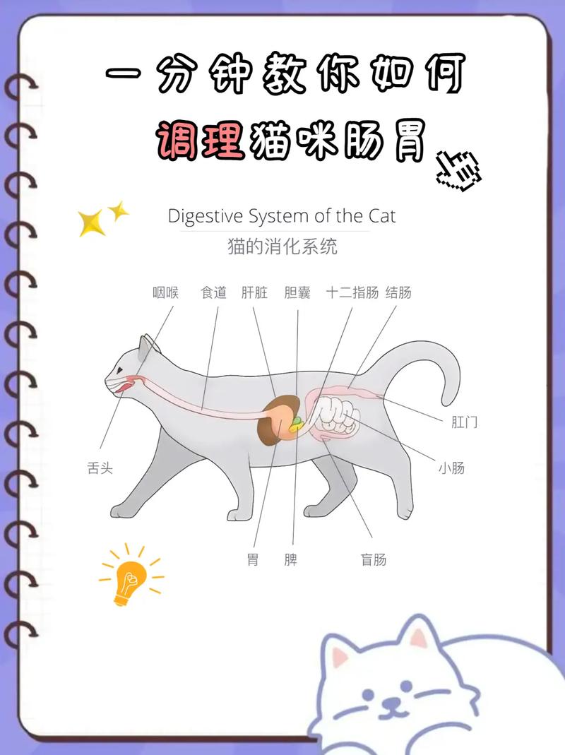 猫咪肠胃不好怎么调理,猫咪肠胃不好怎么调理?-第6张图片-后鲨宠物 猫咪肠胃不好怎么调理,猫咪肠胃不好怎么调理?-第6张图片-后鲨宠物