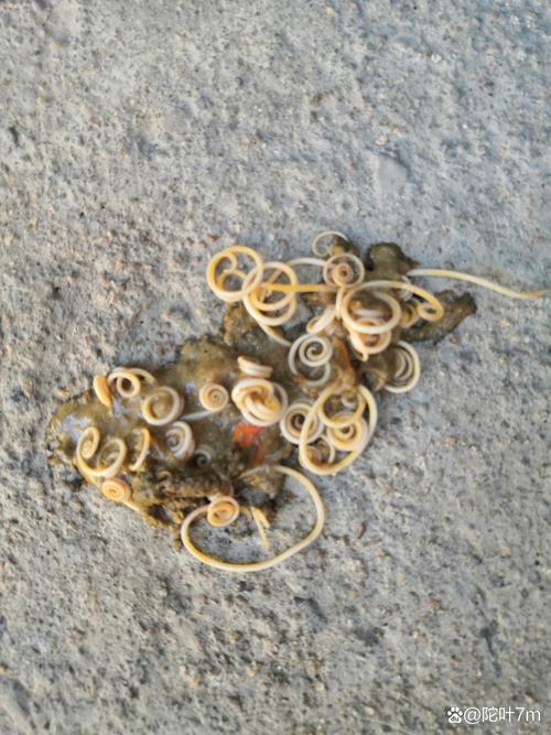 狗狗便便有虫怎么办_狗狗便便有虫怎么办吃什么药-第6张图片-后鲨宠物 狗狗便便有虫怎么办_狗狗便便有虫怎么办吃什么药-第6张图片-后鲨宠物