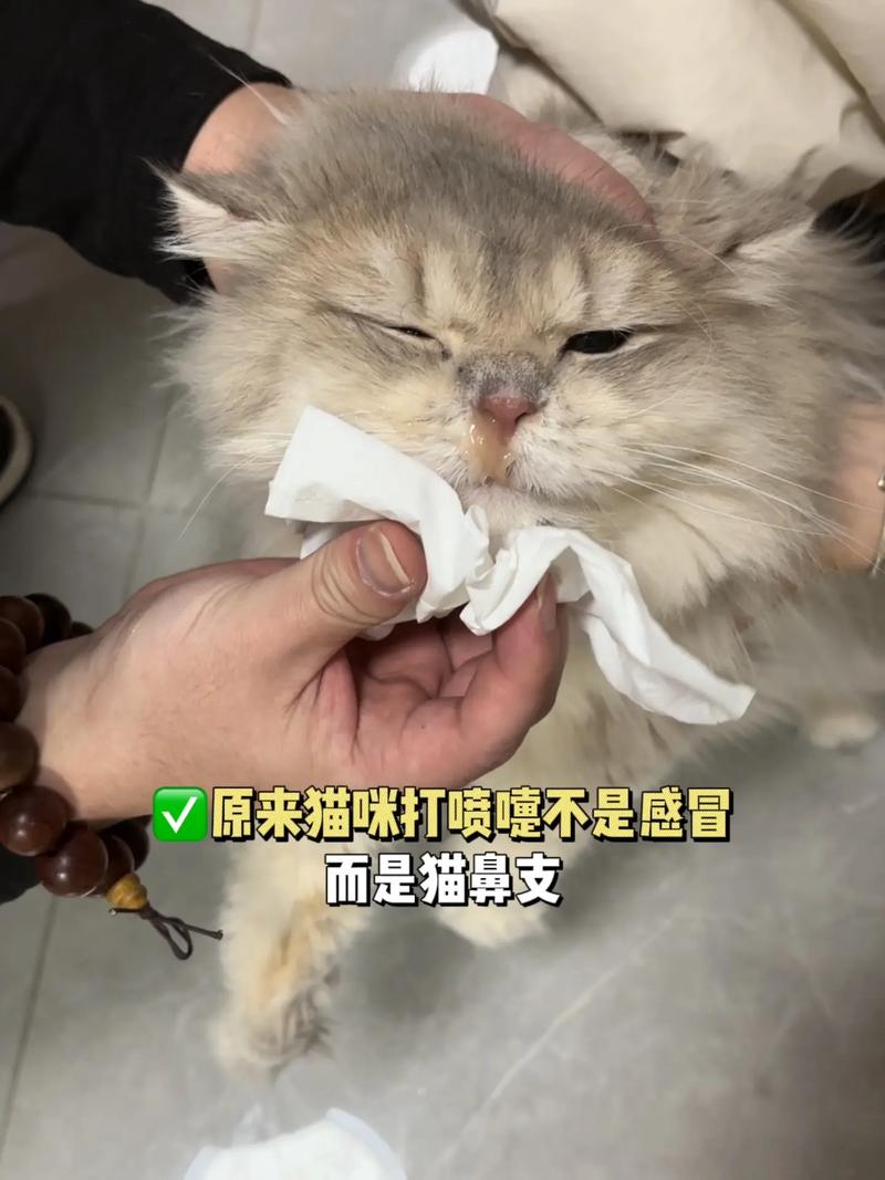 猫咪鼻塞打喷嚏,猫咪鼻塞打喷嚏流黄鼻涕是怎么回事?-第2张图片-后鲨宠物 猫咪鼻塞打喷嚏,猫咪鼻塞打喷嚏流黄鼻涕是怎么回事?-第2张图片-后鲨宠物