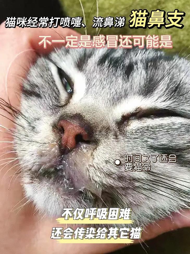 猫咪鼻塞打喷嚏,猫咪鼻塞打喷嚏流黄鼻涕是怎么回事?-第4张图片-后鲨宠物 猫咪鼻塞打喷嚏,猫咪鼻塞打喷嚏流黄鼻涕是怎么回事?-第4张图片-后鲨宠物