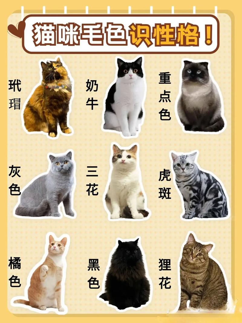 猫咪最喜欢什么颜色,猫咪最喜欢哪种颜色?-第5张图片-后鲨宠物 猫咪最喜欢什么颜色,猫咪最喜欢哪种颜色?-第5张图片-后鲨宠物