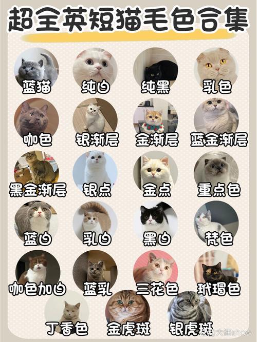 猫咪最喜欢什么颜色,猫咪最喜欢哪种颜色?-第4张图片-后鲨宠物 猫咪最喜欢什么颜色,猫咪最喜欢哪种颜色?-第4张图片-后鲨宠物