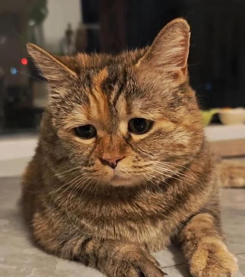 猫咪食欲下降怎么回事_猫咪食欲减退怎么回事-第1张图片-后鲨宠物 猫咪食欲下降怎么回事_猫咪食欲减退怎么回事-第1张图片-后鲨宠物