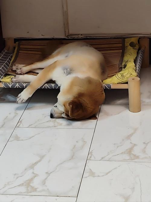 狗狗颈椎病的症状,狗狗颈椎病吃什么药效果比较好?-第1张图片-后鲨宠物 狗狗颈椎病的症状,狗狗颈椎病吃什么药效果比较好?-第1张图片-后鲨宠物