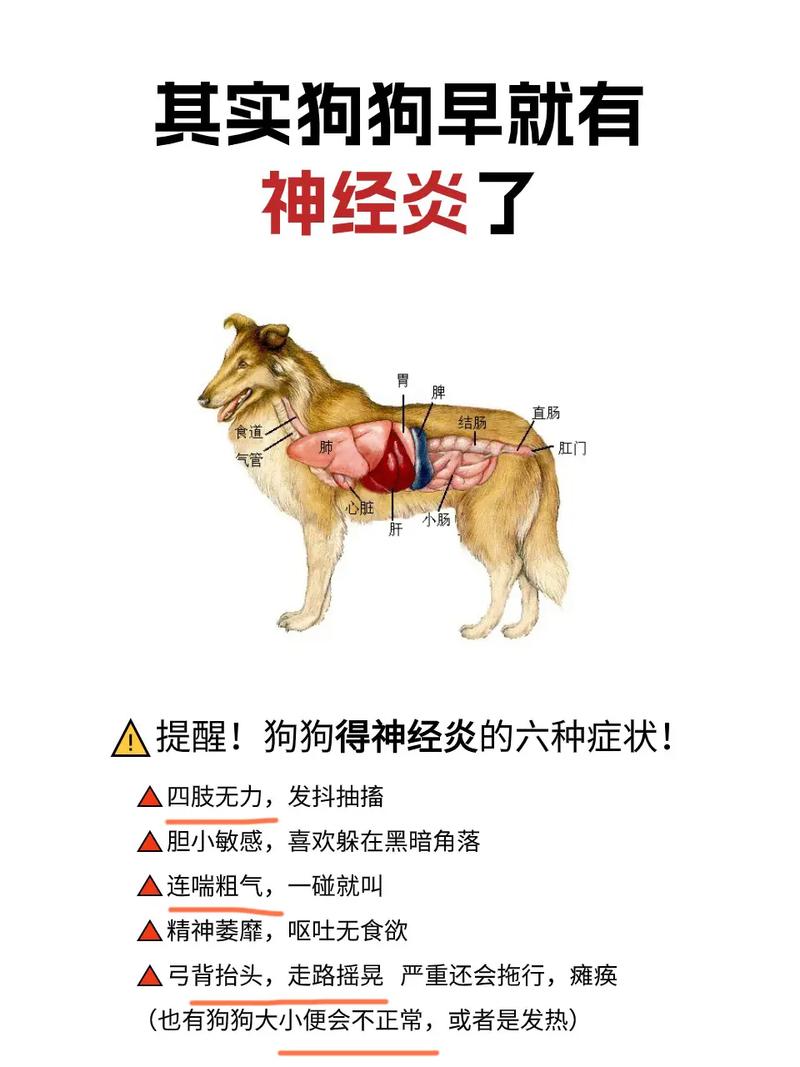 狗狗颈椎病的症状,狗狗颈椎病吃什么药效果比较好?-第3张图片-后鲨宠物 狗狗颈椎病的症状,狗狗颈椎病吃什么药效果比较好?-第3张图片-后鲨宠物