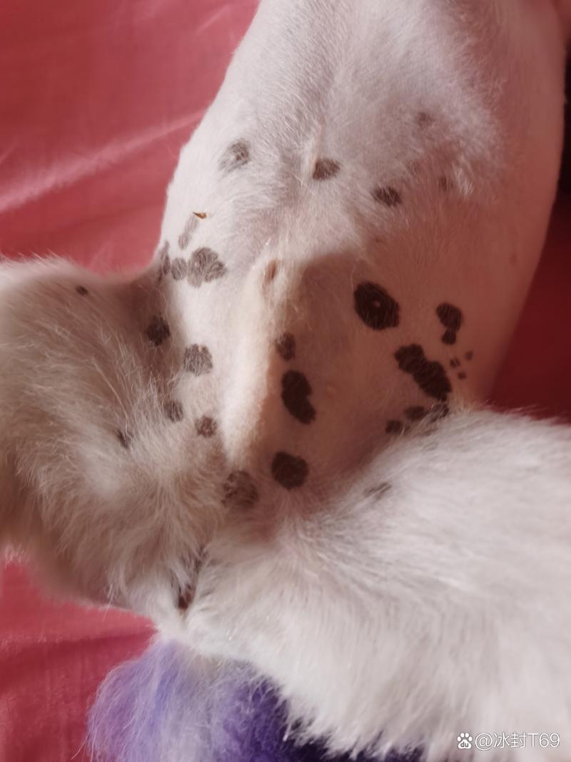 狗狗身上的黑斑的原因,狗狗身上出现黑色斑块?-第2张图片-后鲨宠物 狗狗身上的黑斑的原因,狗狗身上出现黑色斑块?-第2张图片-后鲨宠物