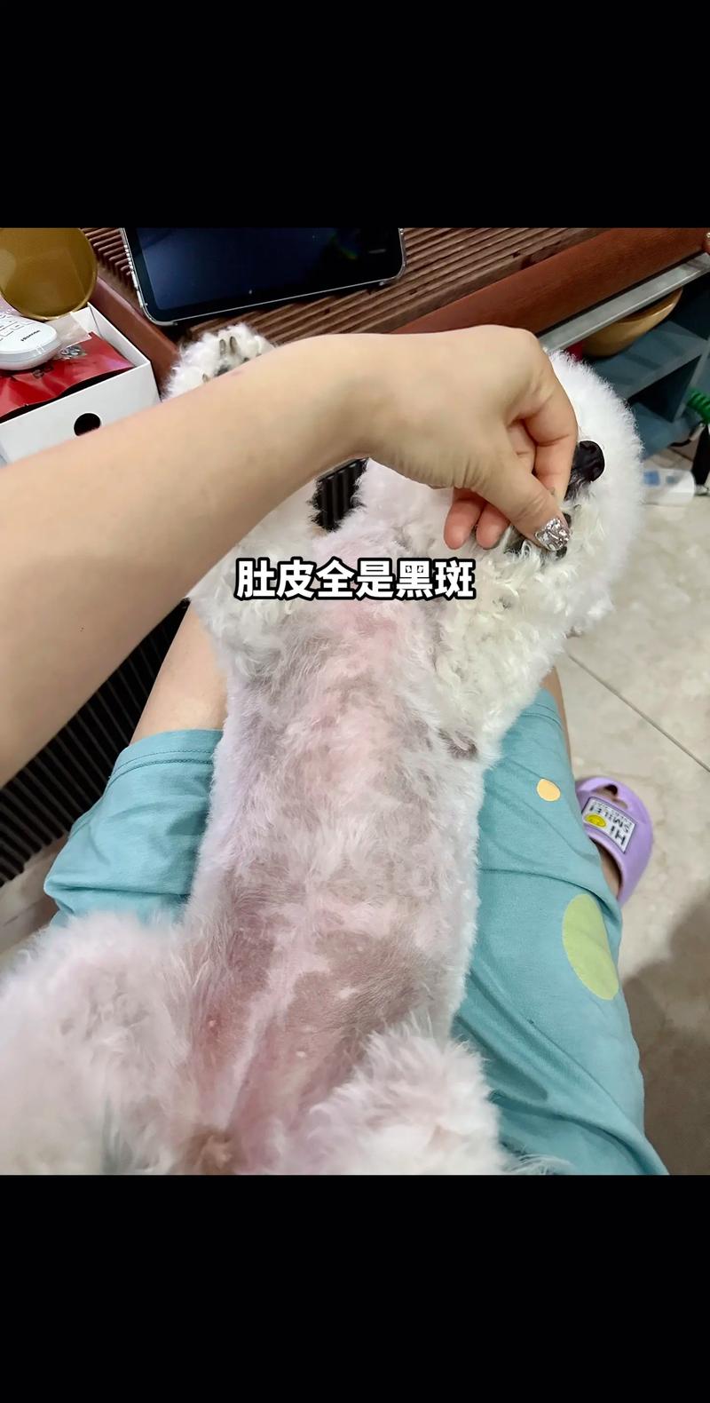 狗狗身上的黑斑的原因,狗狗身上出现黑色斑块?-第4张图片-后鲨宠物 狗狗身上的黑斑的原因,狗狗身上出现黑色斑块?-第4张图片-后鲨宠物