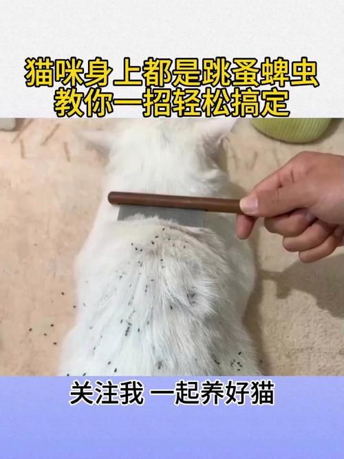 猫咪身上有蜱虫怎么办,猫咪身上有蜱虫怎么办图片-第5张图片-后鲨宠物 猫咪身上有蜱虫怎么办,猫咪身上有蜱虫怎么办图片-第5张图片-后鲨宠物