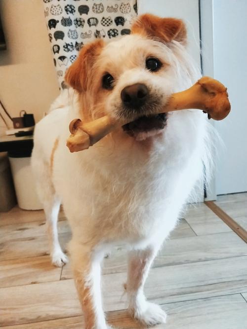 狗狗能吃骨头吗,狗狗吃骨头划破肠道是什么症状-第6张图片-后鲨宠物 狗狗能吃骨头吗,狗狗吃骨头划破肠道是什么症状-第6张图片-后鲨宠物