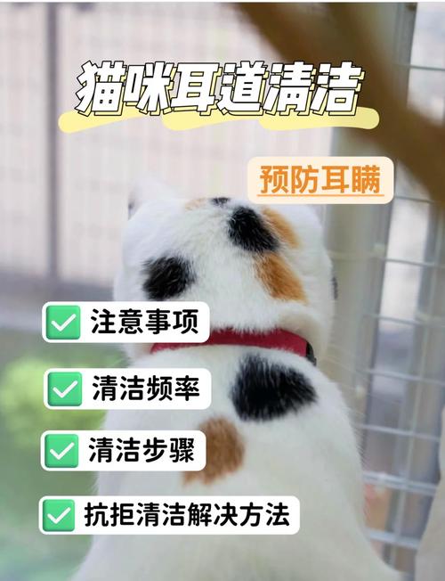 猫咪耳朵多久清理一次,正常猫咪耳朵应该多长时间清洗一次?-第1张图片-后鲨宠物 猫咪耳朵多久清理一次,正常猫咪耳朵应该多长时间清洗一次?-第1张图片-后鲨宠物