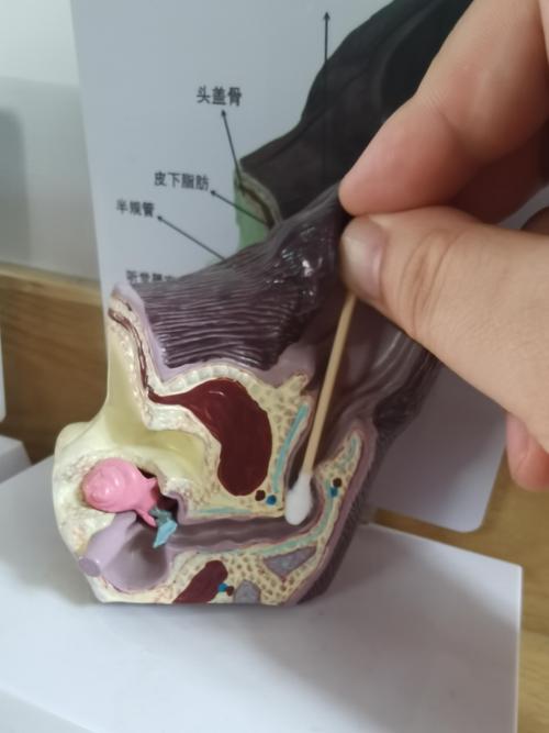 猫咪耳朵多久清理一次,正常猫咪耳朵应该多长时间清洗一次?-第6张图片-后鲨宠物 猫咪耳朵多久清理一次,正常猫咪耳朵应该多长时间清洗一次?-第6张图片-后鲨宠物