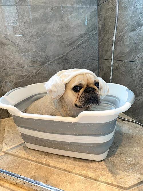 狗狗怀孕了可以洗澡吗,狗狗怀孕了能不能洗澡-第4张图片-后鲨宠物 狗狗怀孕了可以洗澡吗,狗狗怀孕了能不能洗澡-第4张图片-后鲨宠物