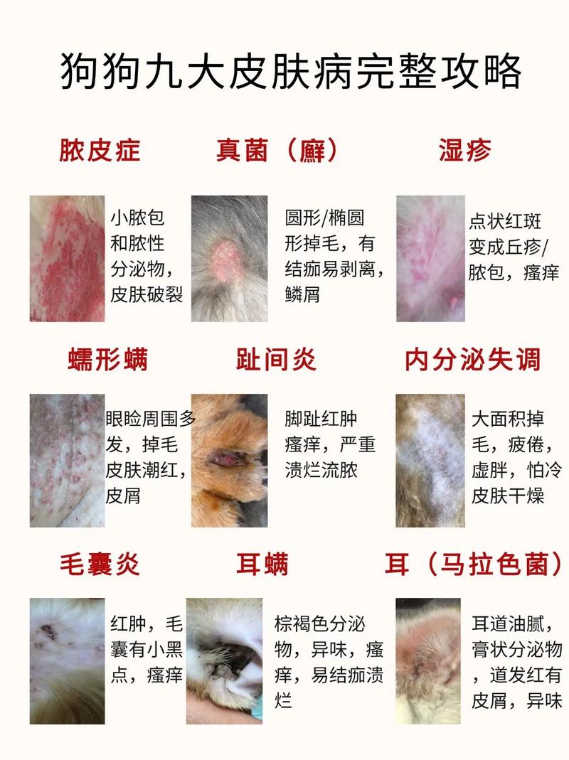 狗狗过敏怎么办最有效_狗狗过敏如何治疗-第2张图片-后鲨宠物 狗狗过敏怎么办最有效_狗狗过敏如何治疗-第2张图片-后鲨宠物