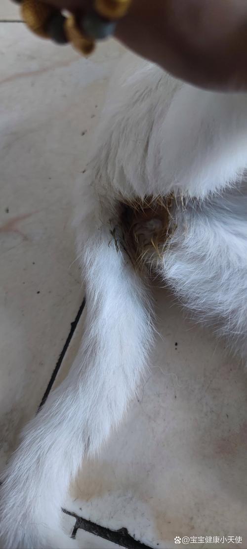 猫咪屁股有血怎么回事,猫咪屁股有血是怎么了-第2张图片-后鲨宠物 猫咪屁股有血怎么回事,猫咪屁股有血是怎么了-第2张图片-后鲨宠物