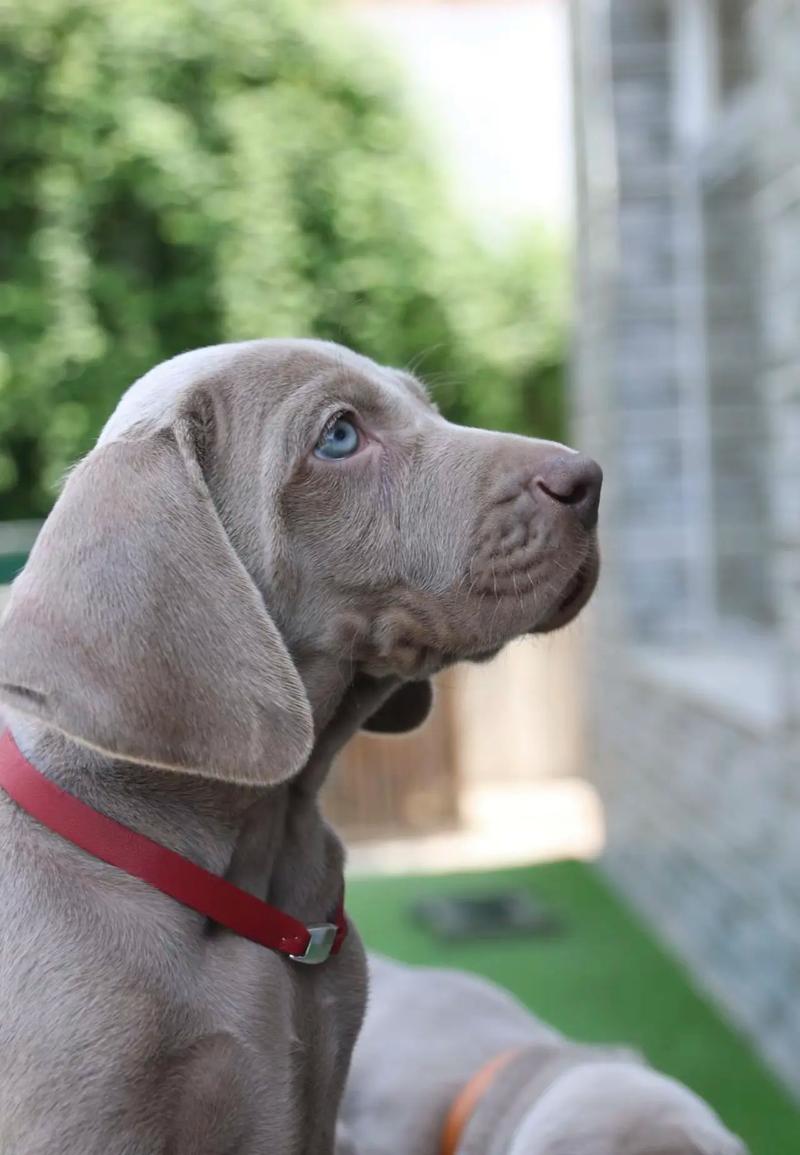 中型狗狗品种大全,中型狗都有哪些-第4张图片-后鲨宠物 中型狗狗品种大全,中型狗都有哪些-第4张图片-后鲨宠物