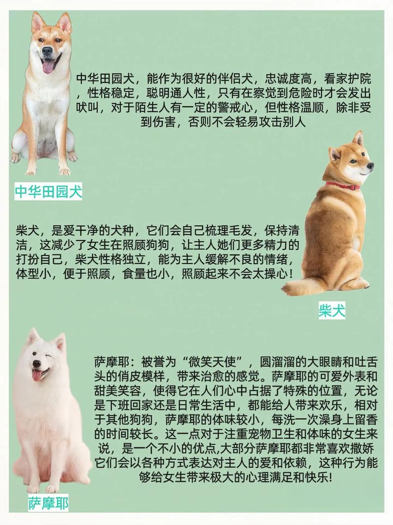 中型狗狗品种大全,中型狗都有哪些-第6张图片-后鲨宠物 中型狗狗品种大全,中型狗都有哪些-第6张图片-后鲨宠物