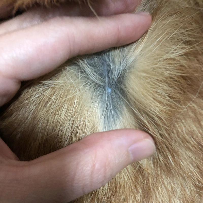 狗狗皮肤变黑是什么原因_狗狗皮肤变黑是什么原因怎么治疗-第2张图片-后鲨宠物 狗狗皮肤变黑是什么原因_狗狗皮肤变黑是什么原因怎么治疗-第2张图片-后鲨宠物