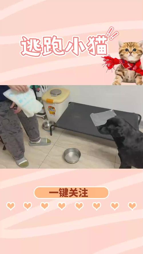 狗狗拉肚子能喝酸奶吗_狗狗拉肚子能给他吃酸奶吗-第4张图片-后鲨宠物 狗狗拉肚子能喝酸奶吗_狗狗拉肚子能给他吃酸奶吗-第4张图片-后鲨宠物