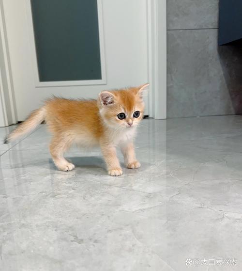 小猫咪的指甲可以剪吗_小猫咪的指甲可以剪吗图片-第1张图片-后鲨宠物 小猫咪的指甲可以剪吗_小猫咪的指甲可以剪吗图片-第1张图片-后鲨宠物