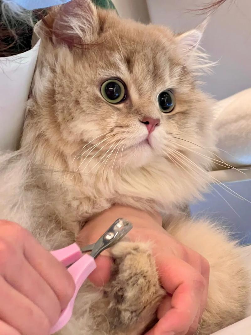 小猫咪的指甲可以剪吗_小猫咪的指甲可以剪吗图片-第2张图片-后鲨宠物 小猫咪的指甲可以剪吗_小猫咪的指甲可以剪吗图片-第2张图片-后鲨宠物