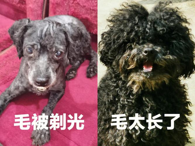 不长毛的狗狗品种_不长毛的狗狗品种费用-第1张图片-后鲨宠物 不长毛的狗狗品种_不长毛的狗狗品种费用-第1张图片-后鲨宠物