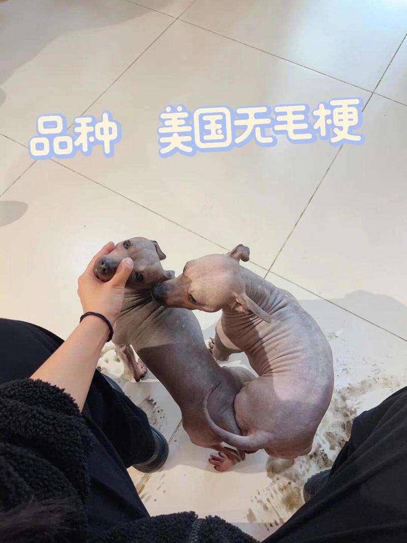 不长毛的狗狗品种_不长毛的狗狗品种费用-第4张图片-后鲨宠物 不长毛的狗狗品种_不长毛的狗狗品种费用-第4张图片-后鲨宠物