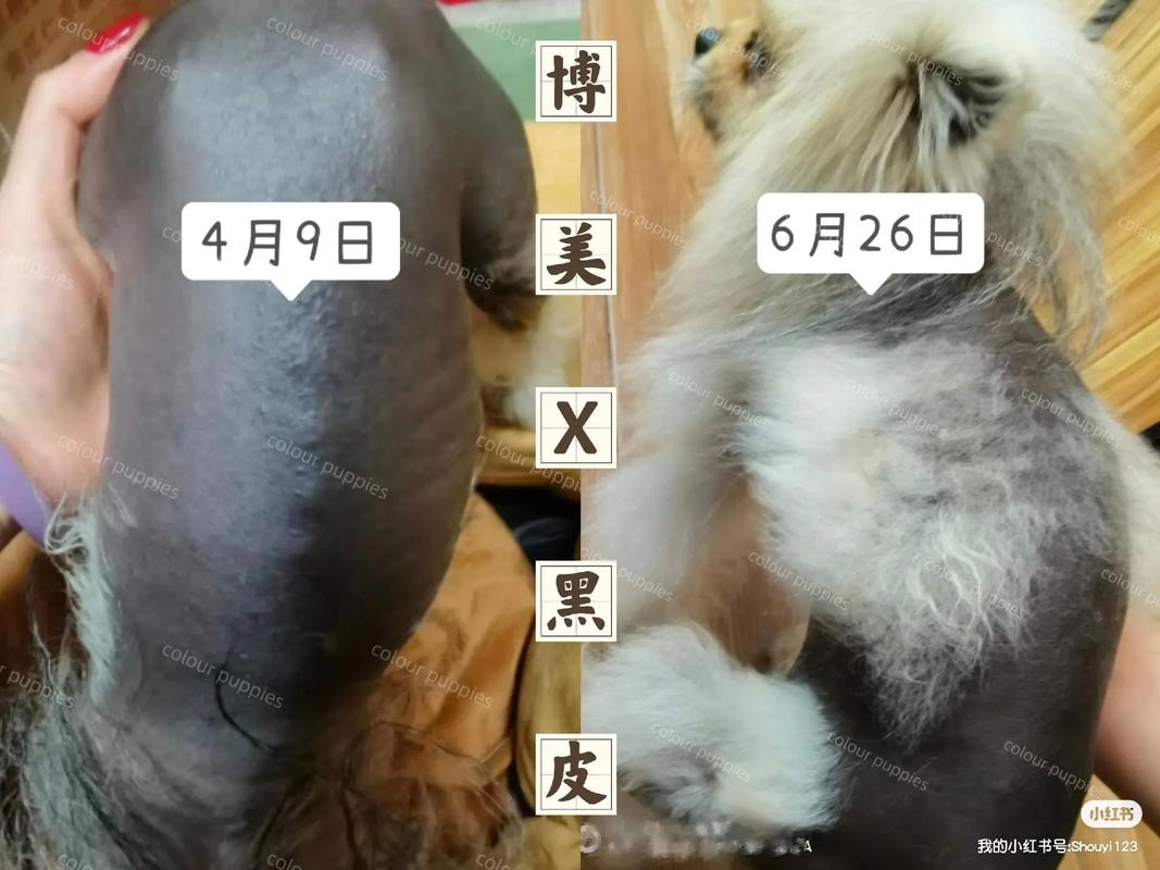 不长毛的狗狗品种_不长毛的狗狗品种费用-第5张图片-后鲨宠物 不长毛的狗狗品种_不长毛的狗狗品种费用-第5张图片-后鲨宠物