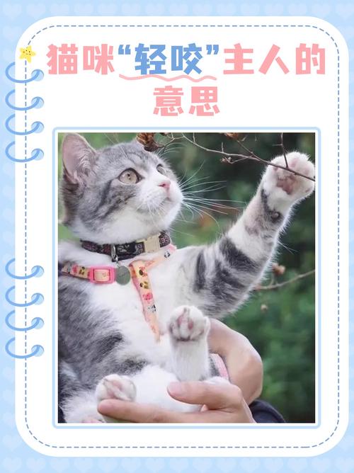 猫咪轻咬主人的原因，猫咪轻咬主人的原因有哪些？-第1张图片-后鲨宠物